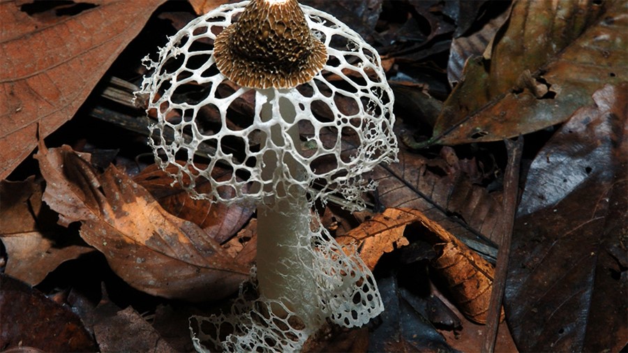 FantasticFunghi1.jpg