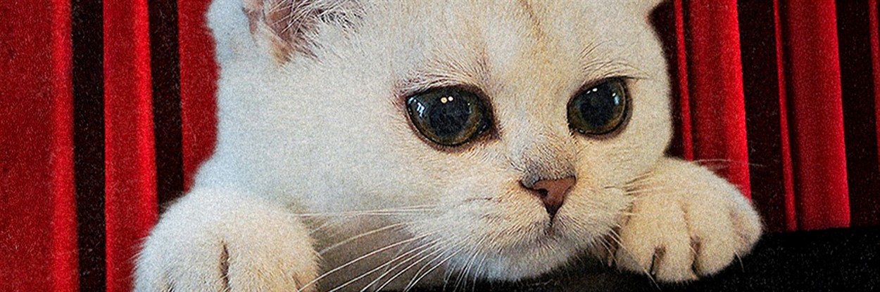 CatVideoFest 2026