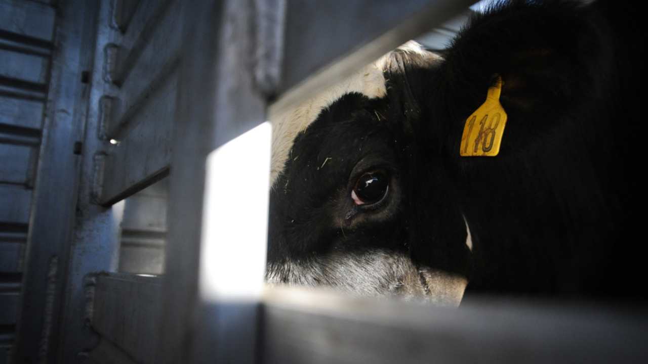 a cow in a pen with a tag on her ear