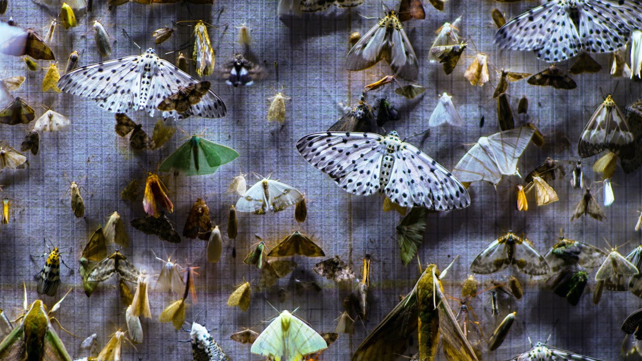 Display of a variety of moths