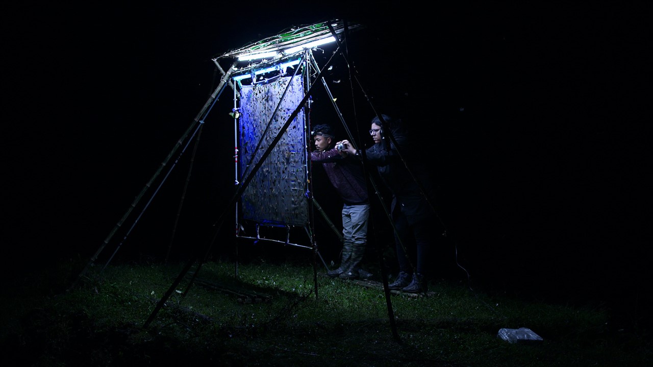 Two people examining a moth display in the dark