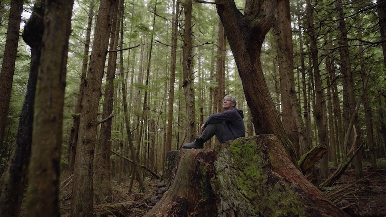 Man sitting on a large tree stump in a forest