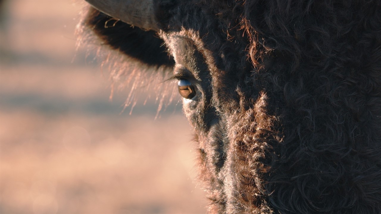 Closeup of a buffalo