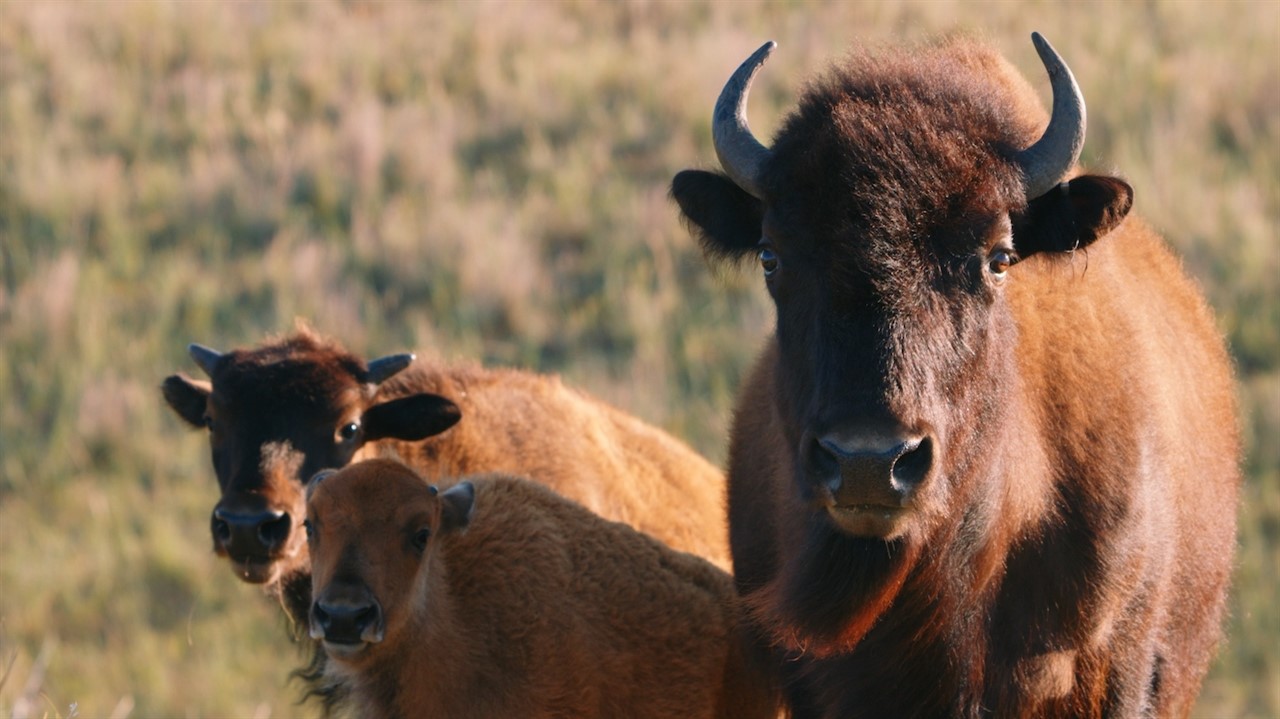 Grown buffalo and calves