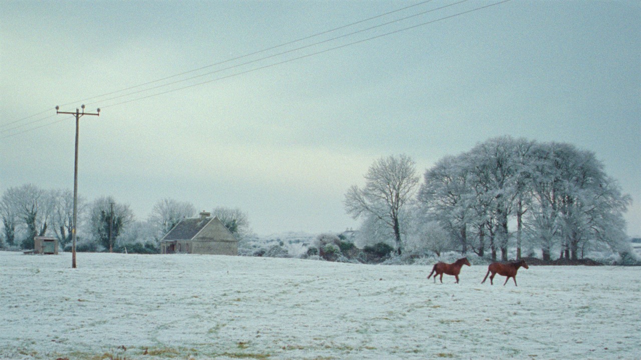 Snow covered field with horses