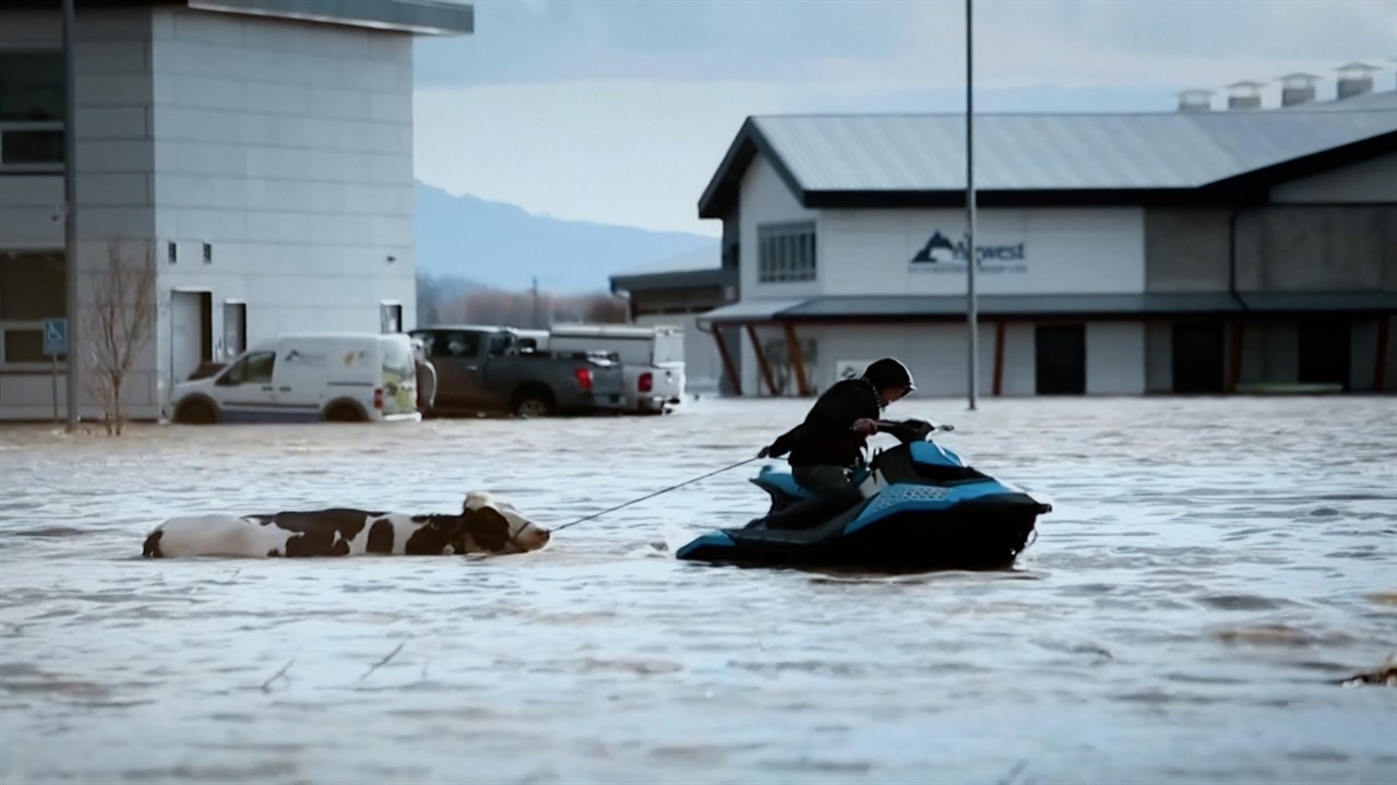 Person on a skidoo leading a cow through flood