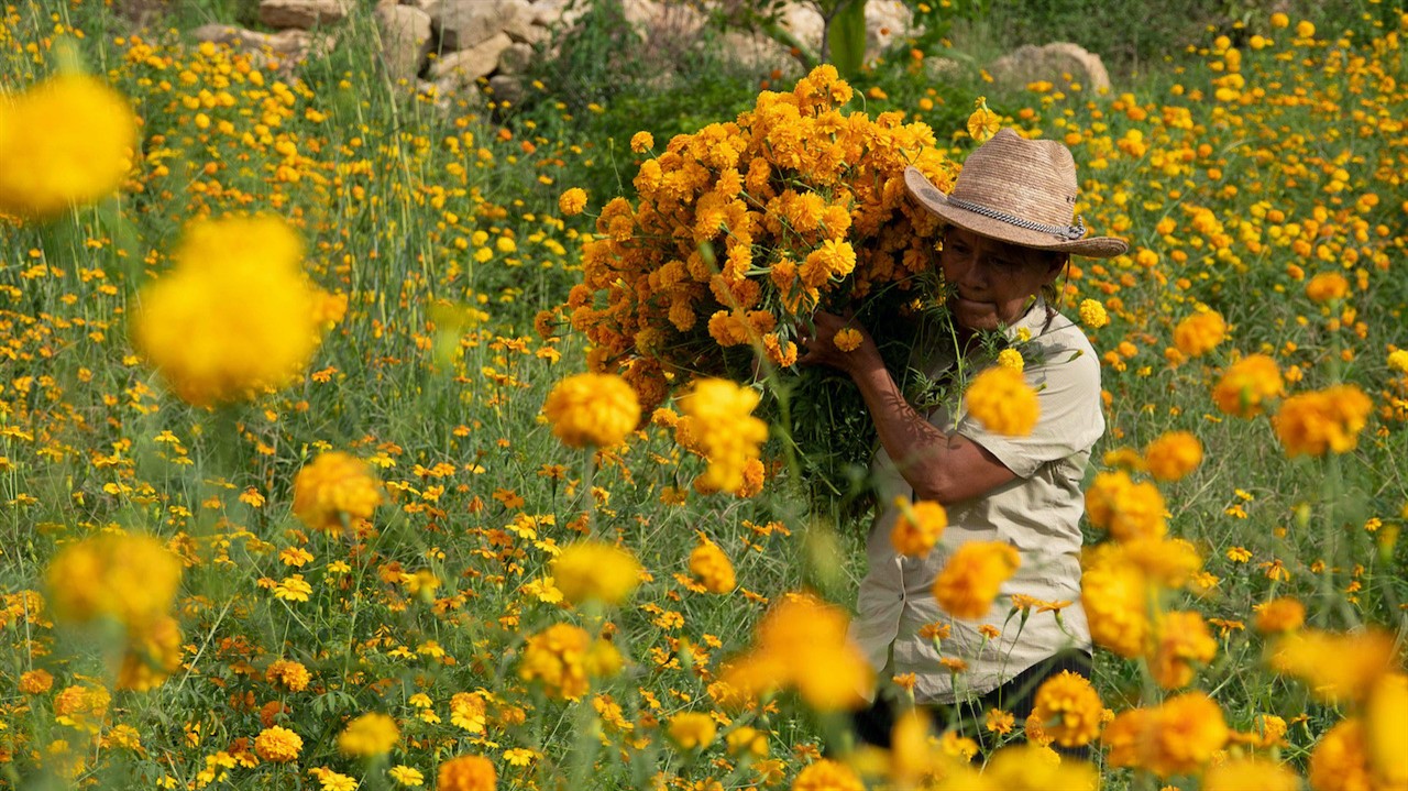 Person harvesting flowers