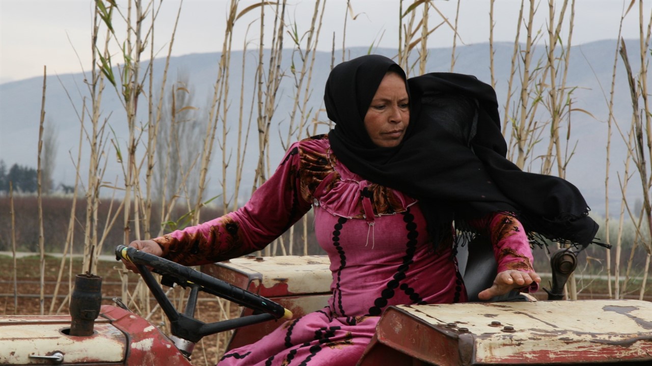 Syrian woman driving a tractor