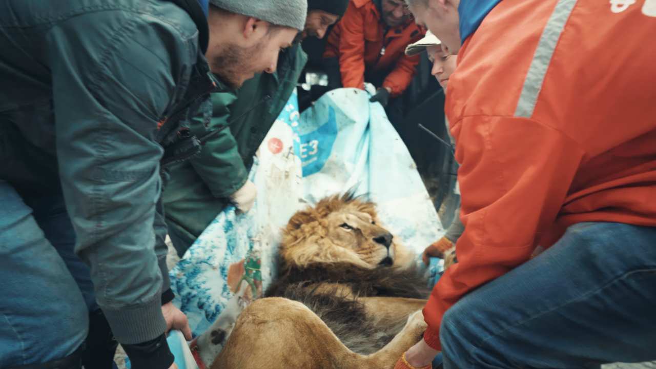 a group of people tending to a lion