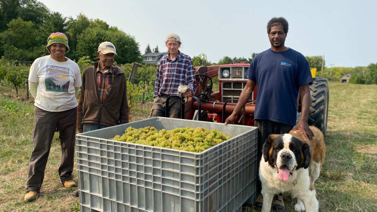 four people and a dog with a bin of grapes