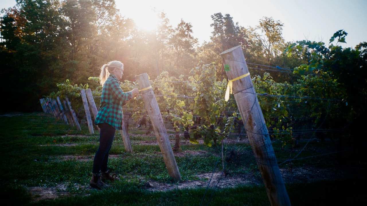 a women putting up a fence at a vineyard