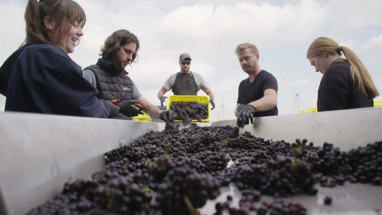 five people looking at a bin of grapes