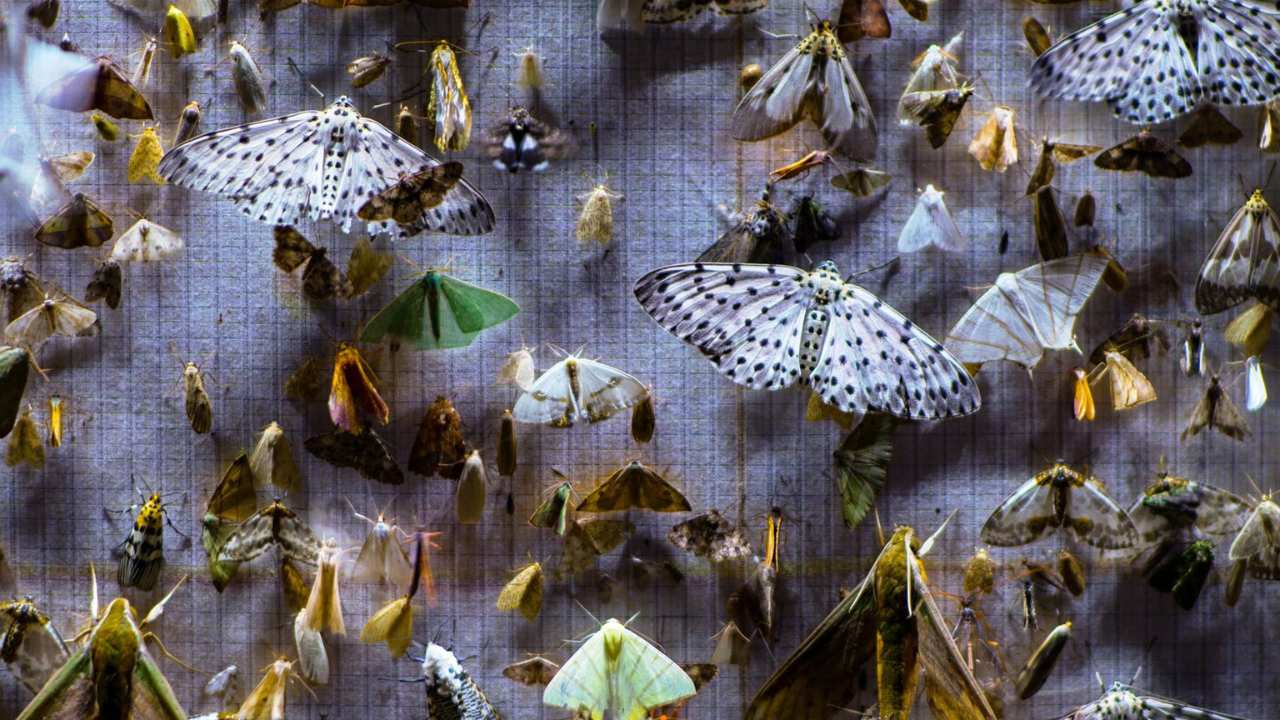 a mass of different butterflies and moths