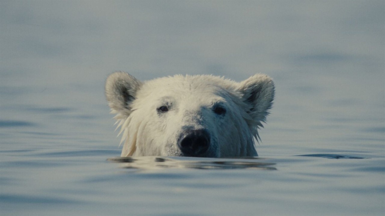 A polar bear peeking out of the water
