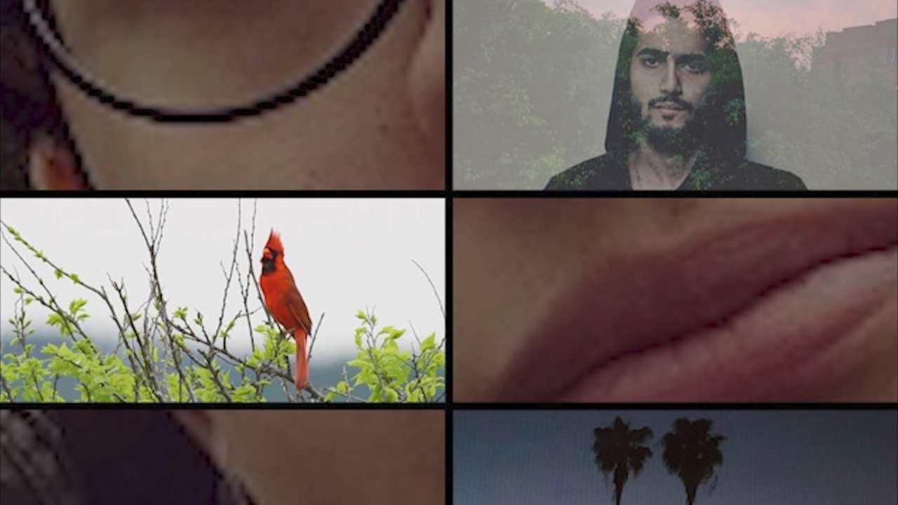 collage of a bearded man, red bird and palm trees