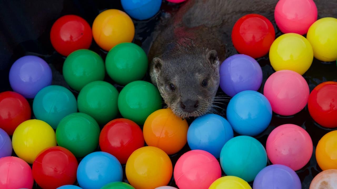 Otter among coloured balls