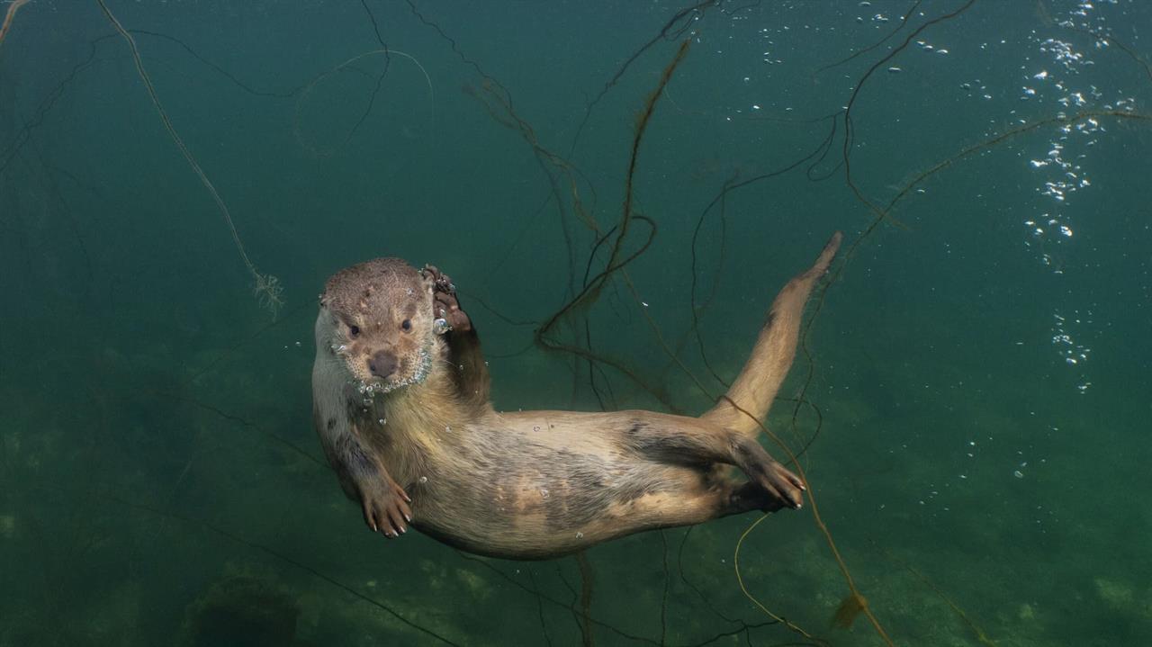 Otter under water