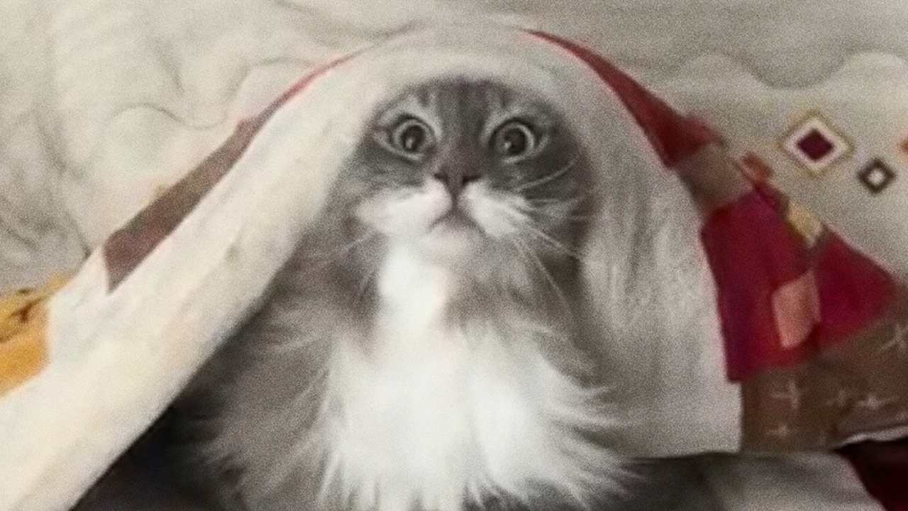 a cat underneath a blanket
