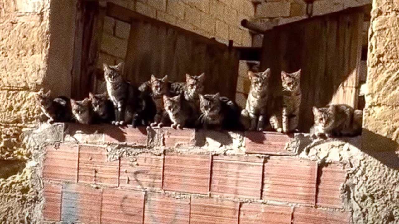 a group of cats sitting on a window ledge