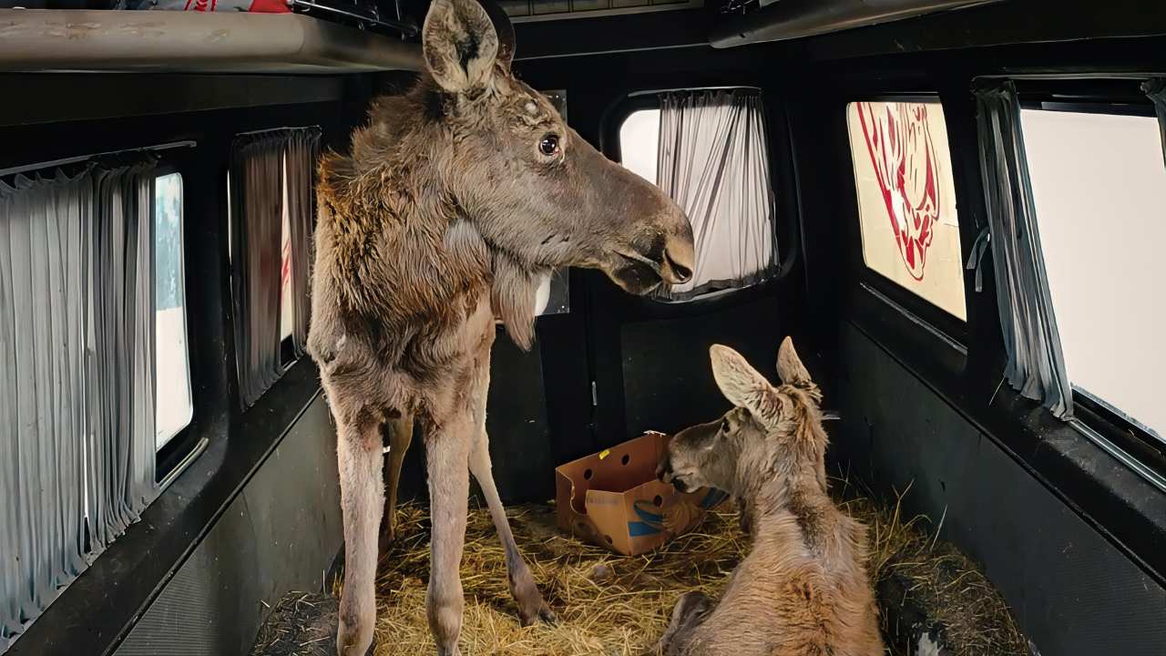 two donkeys in the back of a truck