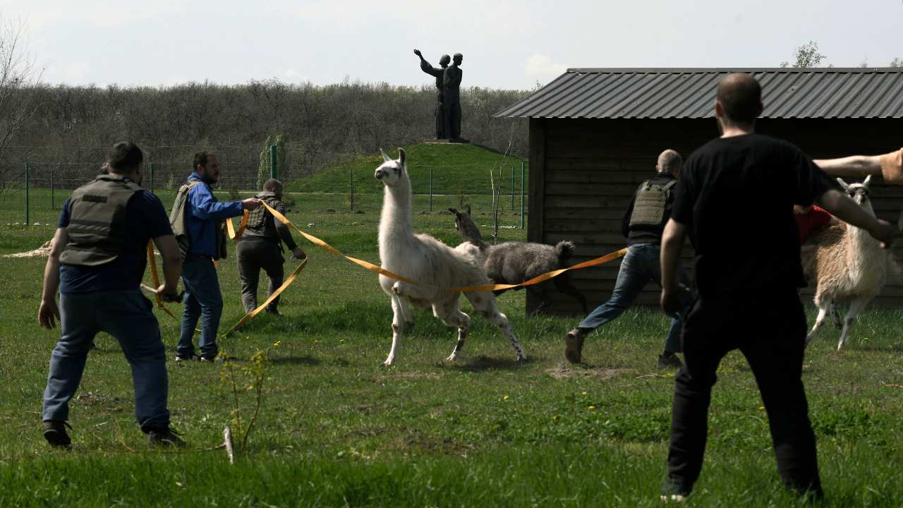 a group of people trying to wrangle llamas