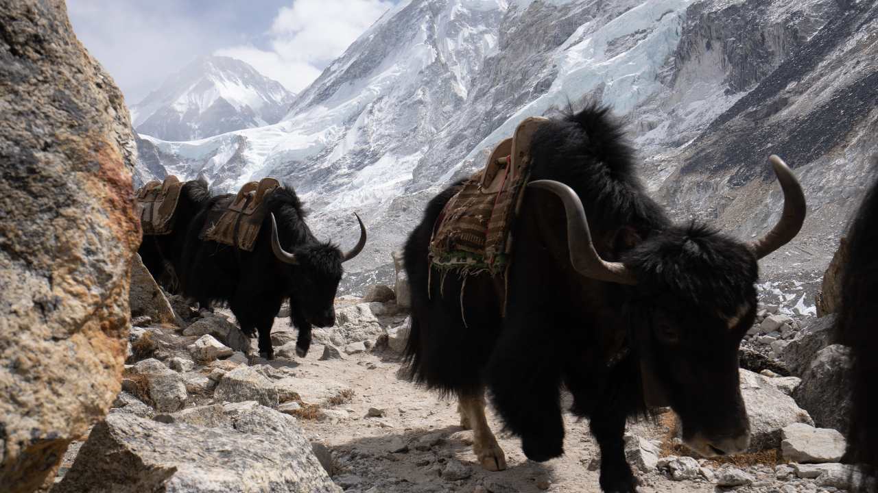 three yaks with saddles walking along a path