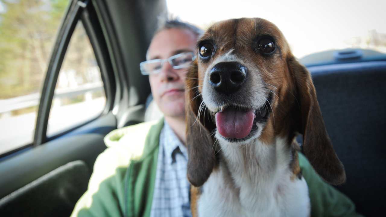 a man in a car with a dog