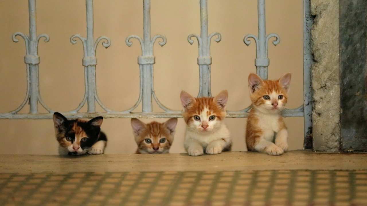 four kittens sitting underneath a gate