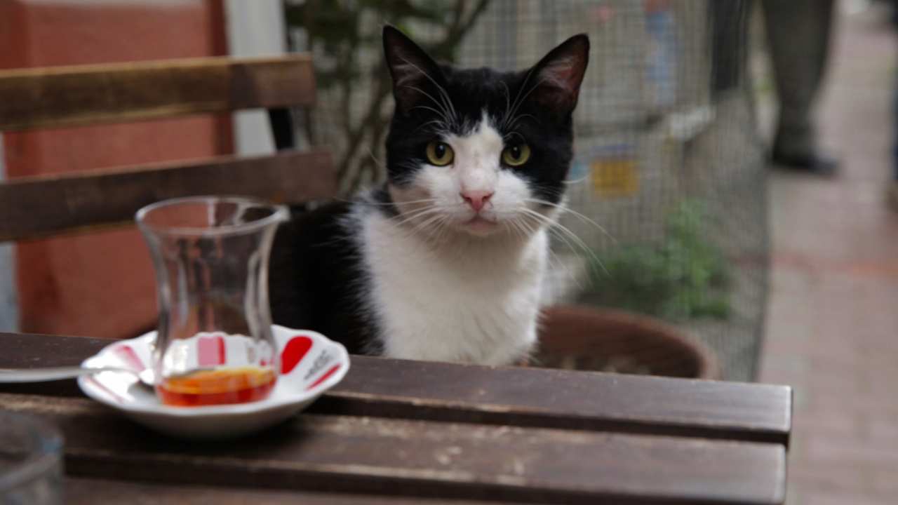 a black and white cat sitting at a table