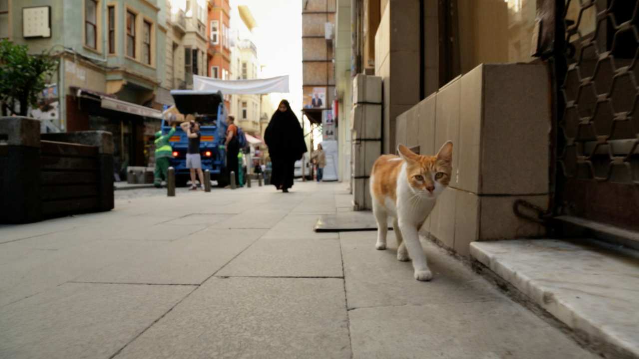 orange and white cat walking down a street