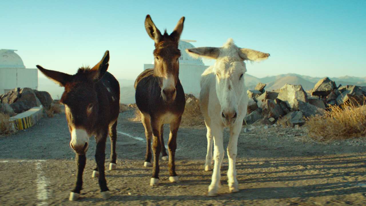 three donkeys standing together on a road