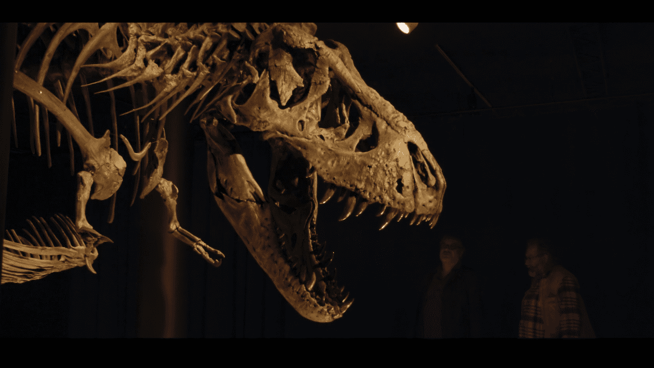 A dinosaur skeleton with the dark background