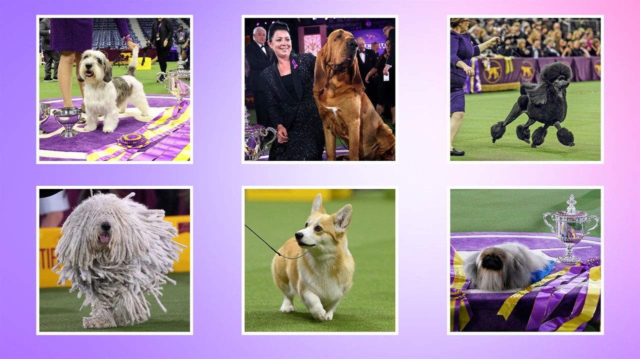 Westminster Dog Show Broadcast in the Year