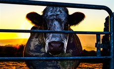 Cowspiracy-Cow_thumb.jpg