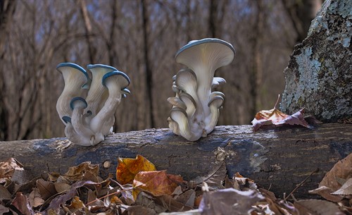 Fantastic-Fungi-1_thumb.jpg