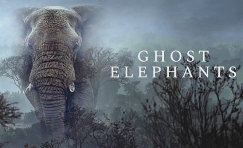 Ghost-Elephants-main_thumb.jpg