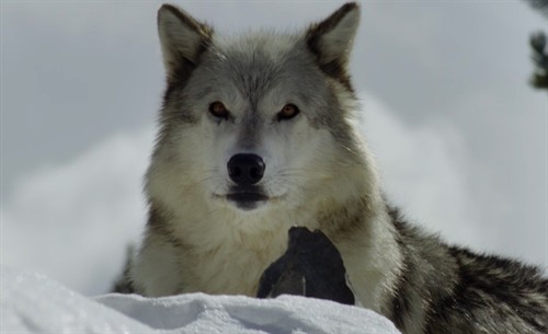 In-the-Company-of-Wolves_1_thumb.jpg