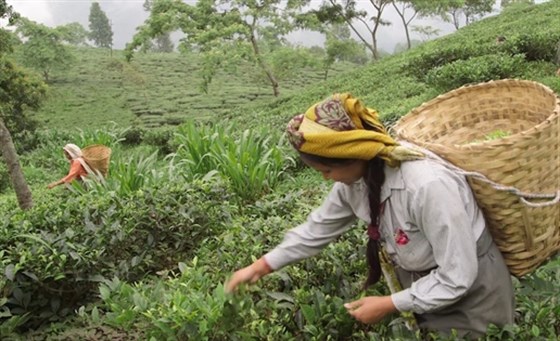 Tea in the Land of Thunder - Field Notes from Darjeeling 