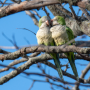 “Monk Parakeet.  Photo by Raina Angelier, courtesy of National Audubon Society”