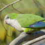 “Monk Parakeet.  Photo by Tal Pipkin, courtesy of National Audubon Society”