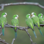 “Monk Parakeet.  Photo by Corey Raffel, courtesy of National Audubon Society”